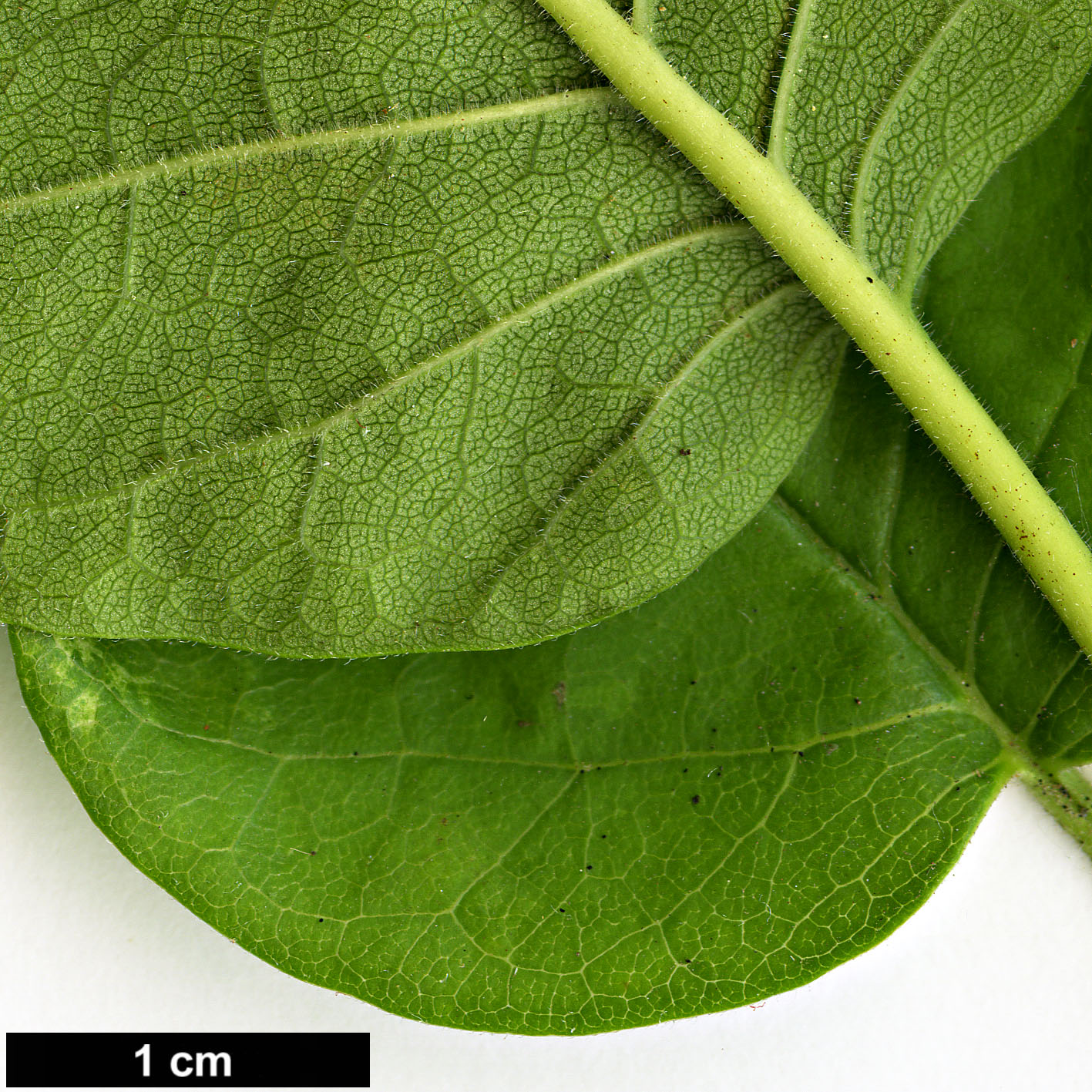 High resolution image: Family: Moraceae - Genus: Maclura - Taxon: pomifera